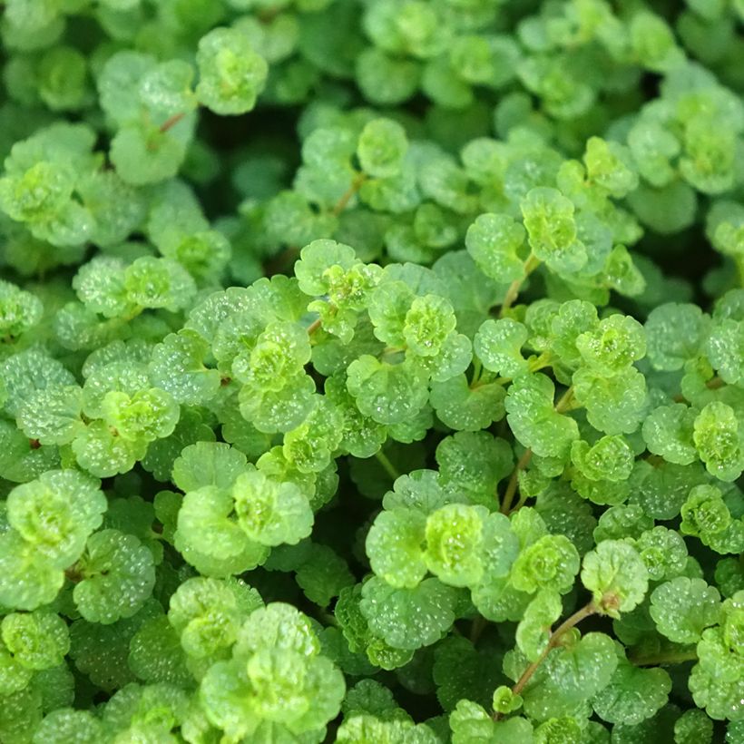 Veronica filiformis - Véronique filiforme (Fogliame)