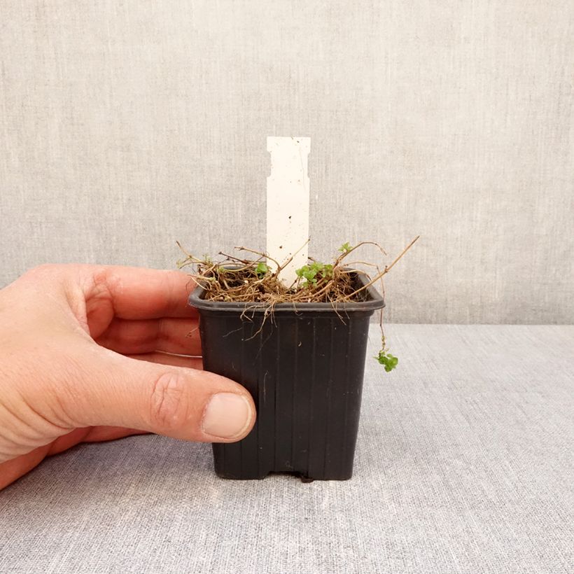 Veronica filiformis - Véronique filiforme Vasetto da 8/9 cm esemplare consegnato in primavera