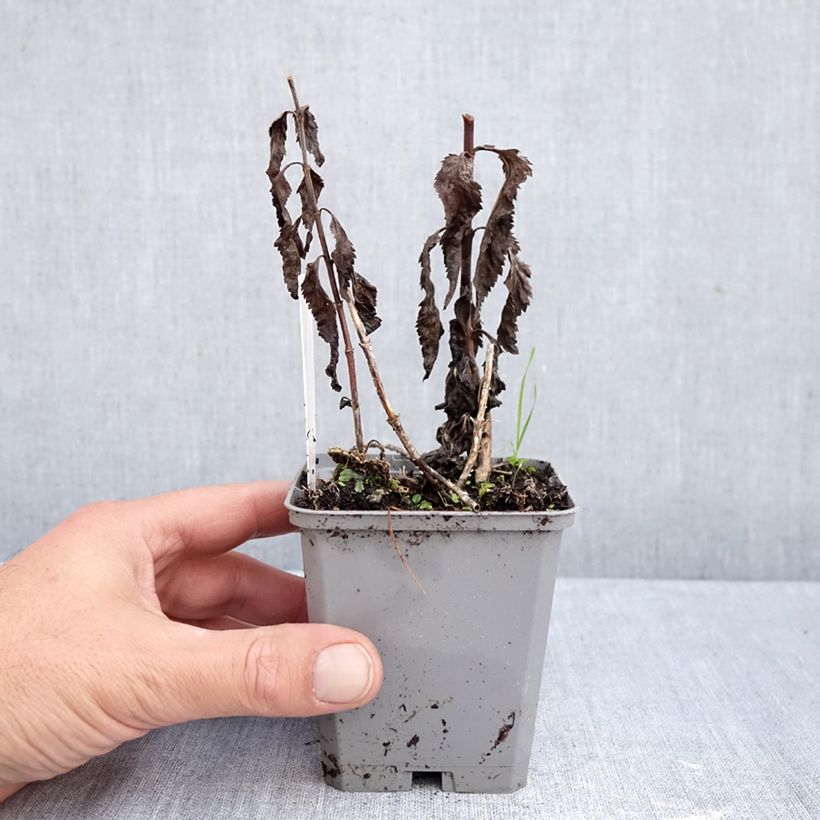 Esemplare di Veronica longifolia Blauriesin Vasetto da 8/9 cm come consegnato in autunno
