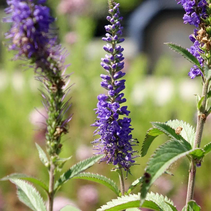 Veronica longifolia Blauriesin (Fioritura)