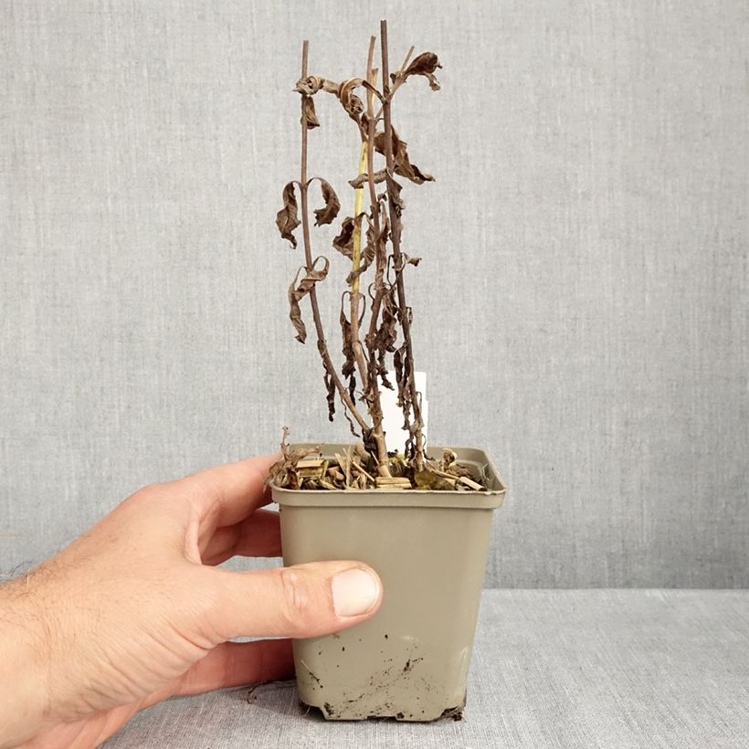 Esemplare di Veronica longifolia Charlotte Vasetto da 8/9 cm come consegnato in autunno