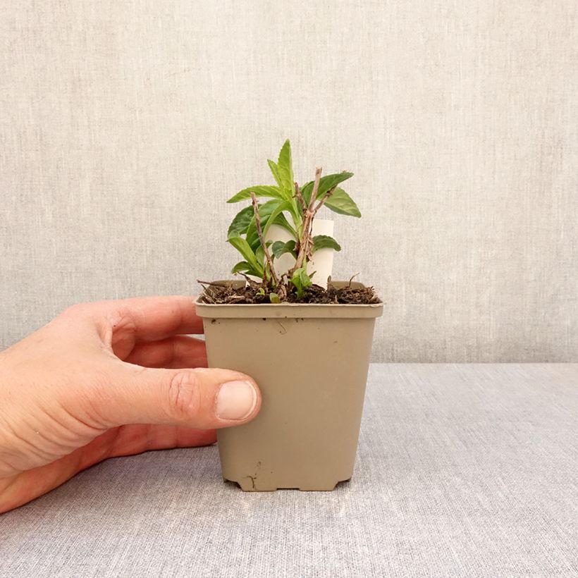 Veronica longifolia First Lady Vasetto da 8/9 cm esemplare consegnato in primavera