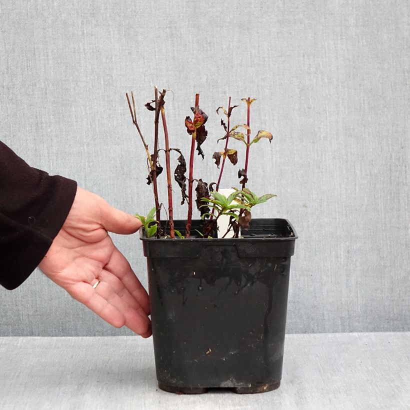 Esemplare di Veronica Purpleicious Harmony - Véronique hybride Pot de 2L/3L come consegnato in autunno