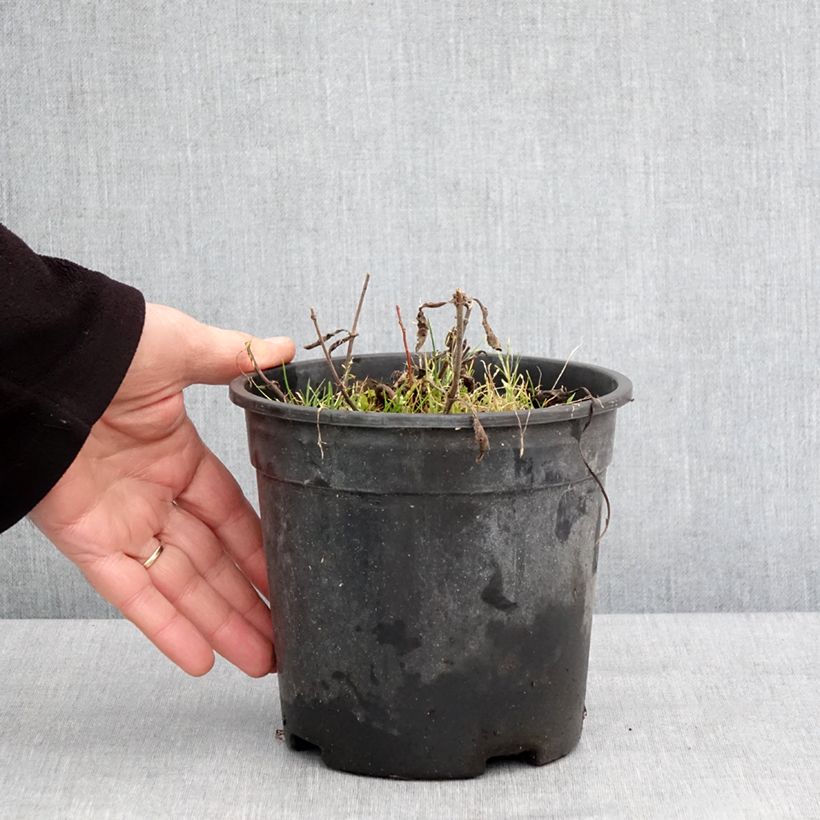 Veronica Baby Blue Vaso da 2L/3L esemplare consegnato in inverno