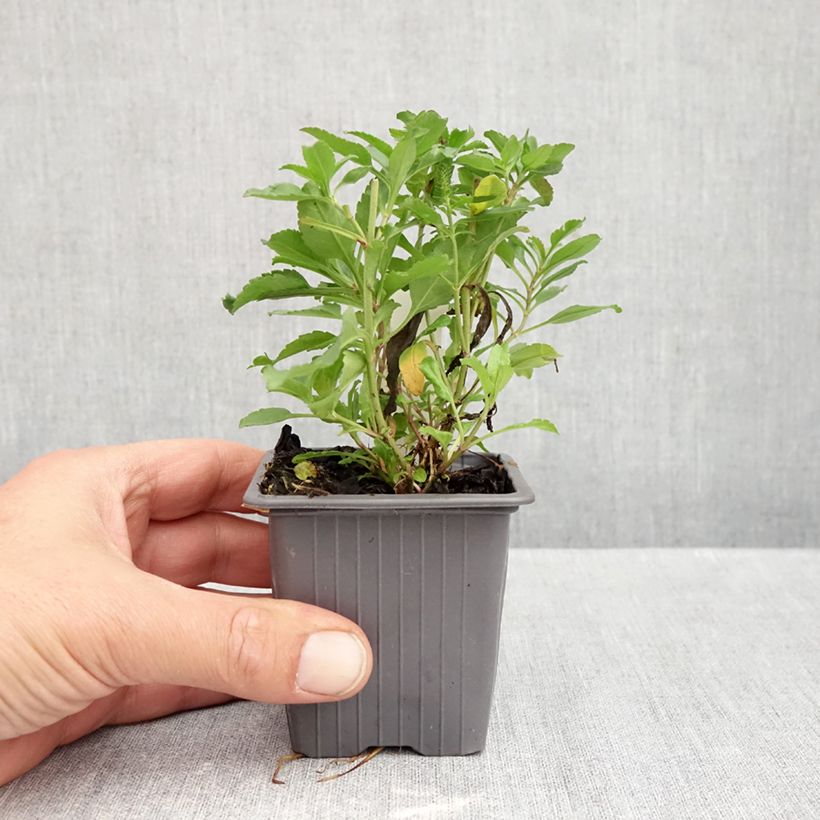 Esemplare di Veronica spicata Bubblegum Candles Vasetto da 8/9 cm come consegnato in autunno