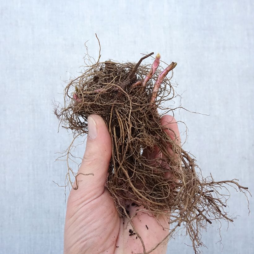 Veronica First Love Piante piccole a radice nuda esemplare consegnato in inverno