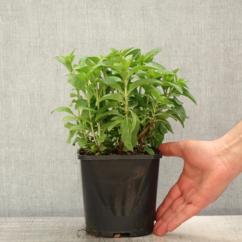 Example of Veronica spicata Royal Candles Vaso da 1,5L/2L as you get in printemps