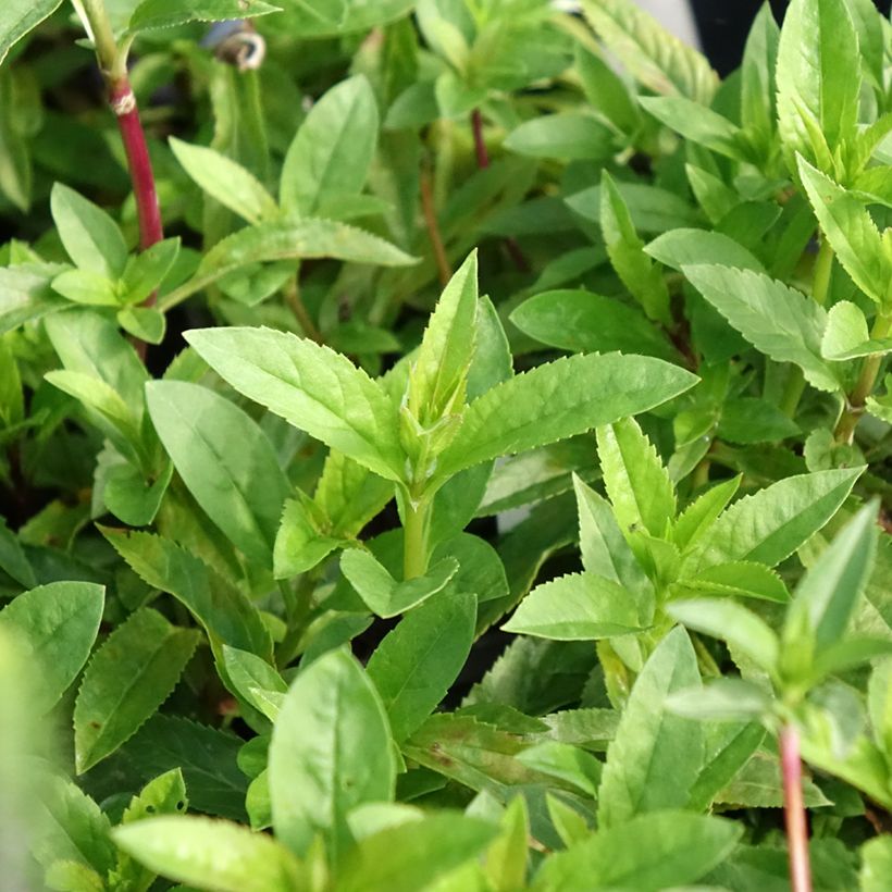 Veronica spicata Ulster Blue Dwarf (Foliage)