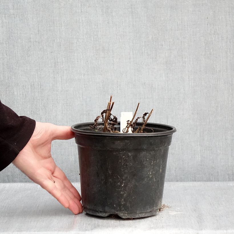 Example of Veronica spicata Ulster Blue Dwarf Vaso da 2L/3L as you get in hiver