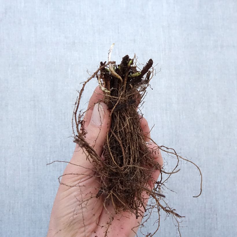 Example of Veronica spicata Ulster Blue Dwarf Piante piccole a radice nuda as you get in hiver