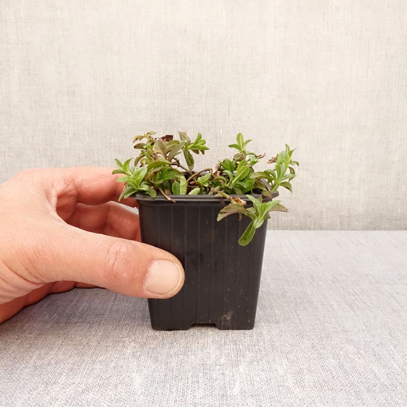 Example of Veronica Kentish Pink Vasetto da 8/9 cm as you get in printemps