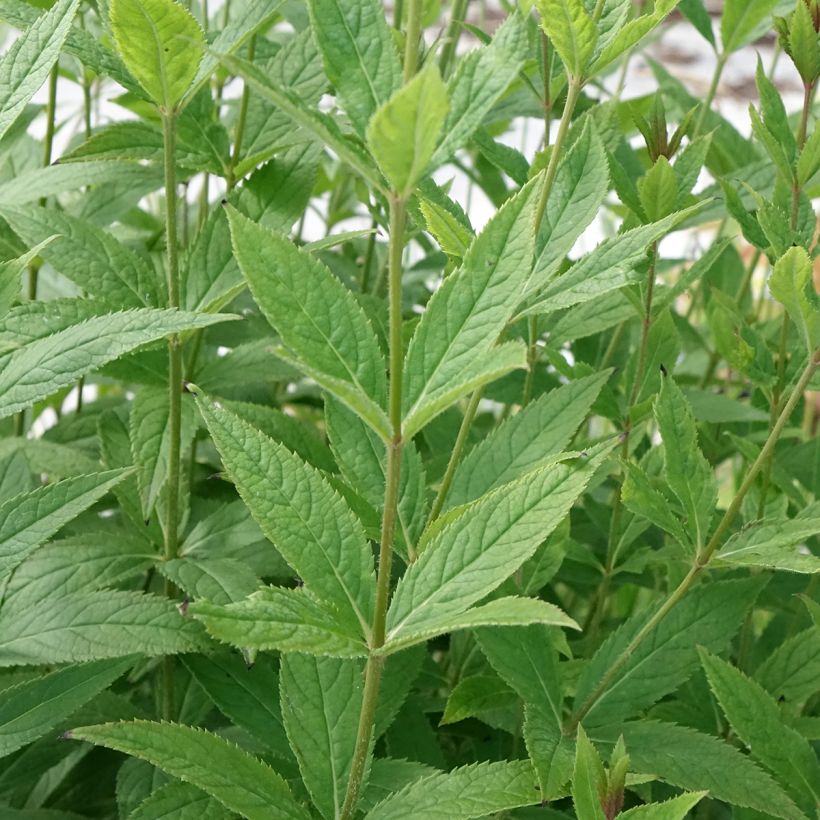 Veronicastrum virginicum Challenger (Fogliame)