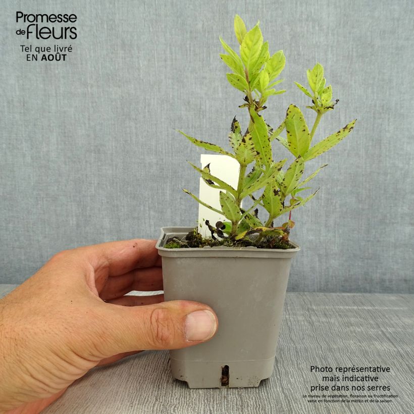 Esemplare di Veronicastrum virginicum Challenger Vasetto da 8/9 cm consegnato in estate