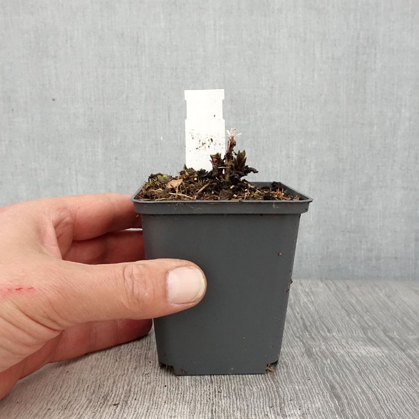 Example of Veronicastrum virginicum Diane Vasetto da 8/9 cm as you get in printemps