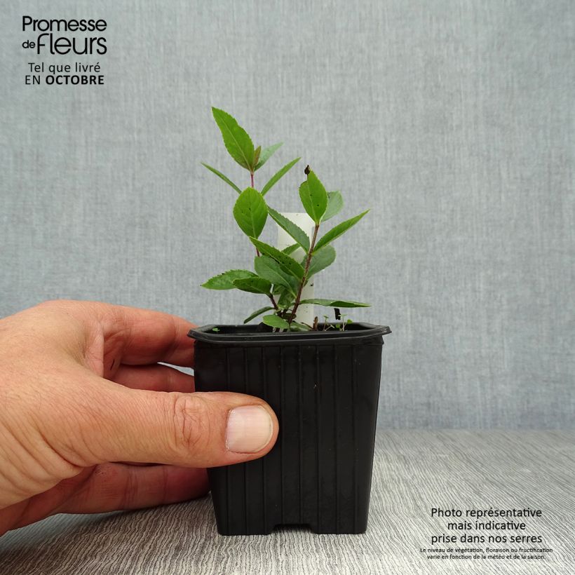 Esemplare di Veronicastrum virginicum Erica Vasetto da 8/9 cm come consegnato in autunno