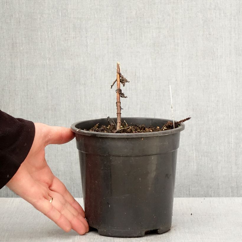 Example of Veronicastrum virginicum Fascination Vaso da 2L/3L as you get in printemps