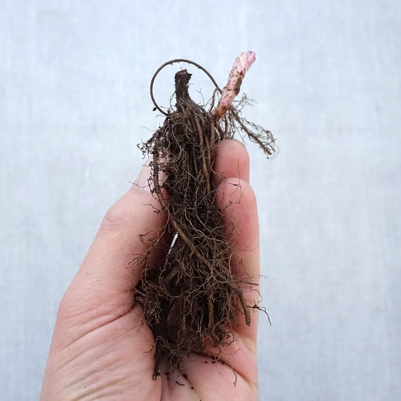 Example of Veronicastrum virginicum Fascination Piante piccole a radice nuda as you get in hiver