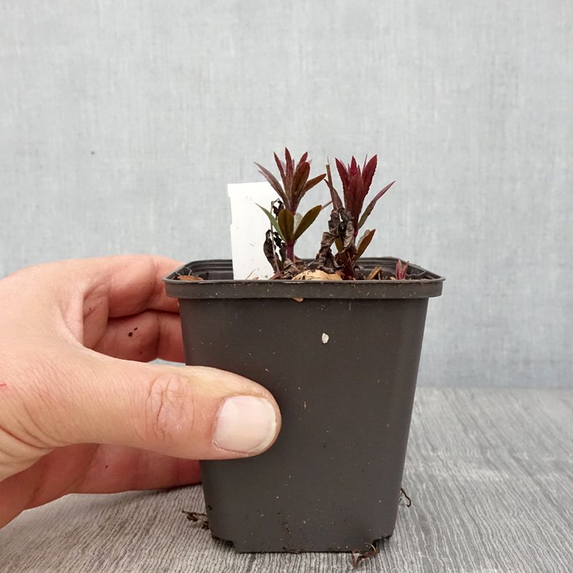 Veronicastrum virginicum Kleine Erika Vasetto da 8/9 cm esemplare consegnato in primavera