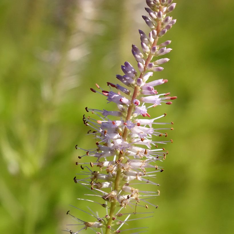 Veronicastrum virginicum Lavendelturm (Fioritura)