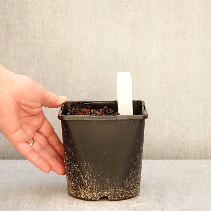 Veronicastrum virginicum Lavendelturm Vaso da 2L/3L esemplare consegnato in inverno