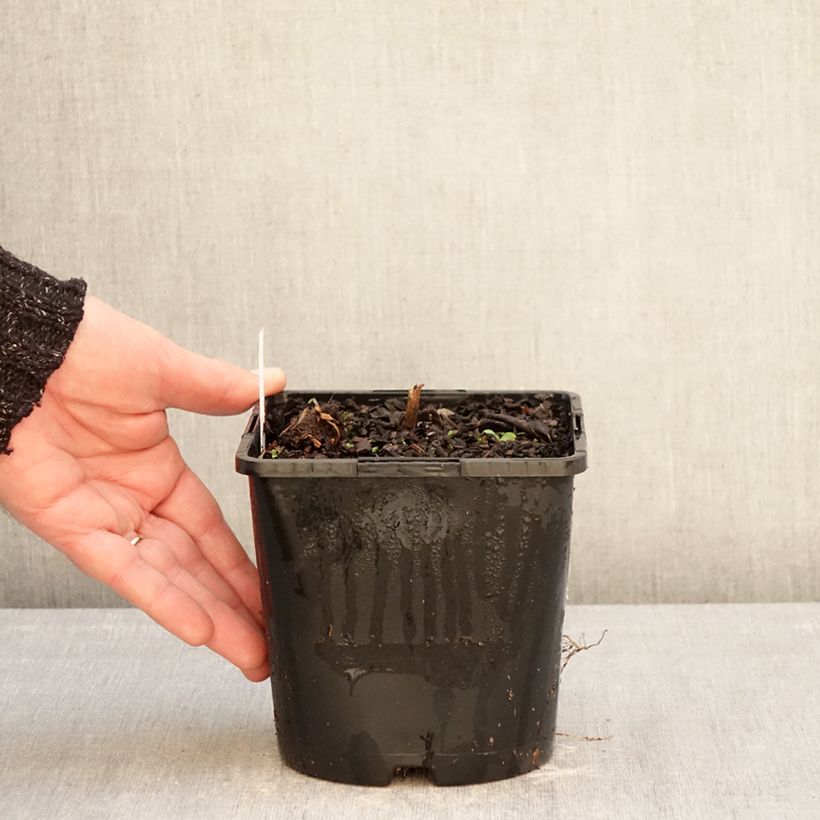 Example of Veronicastrum virginicum Pink Glow Vaso da 2L/3L as you get in hiver