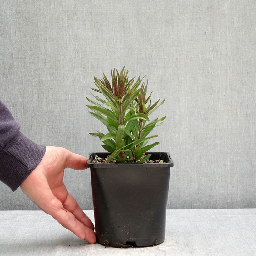 Veronicastrum virginicum Pink Glow Vaso da 2L/3L esemplare consegnato in primavera