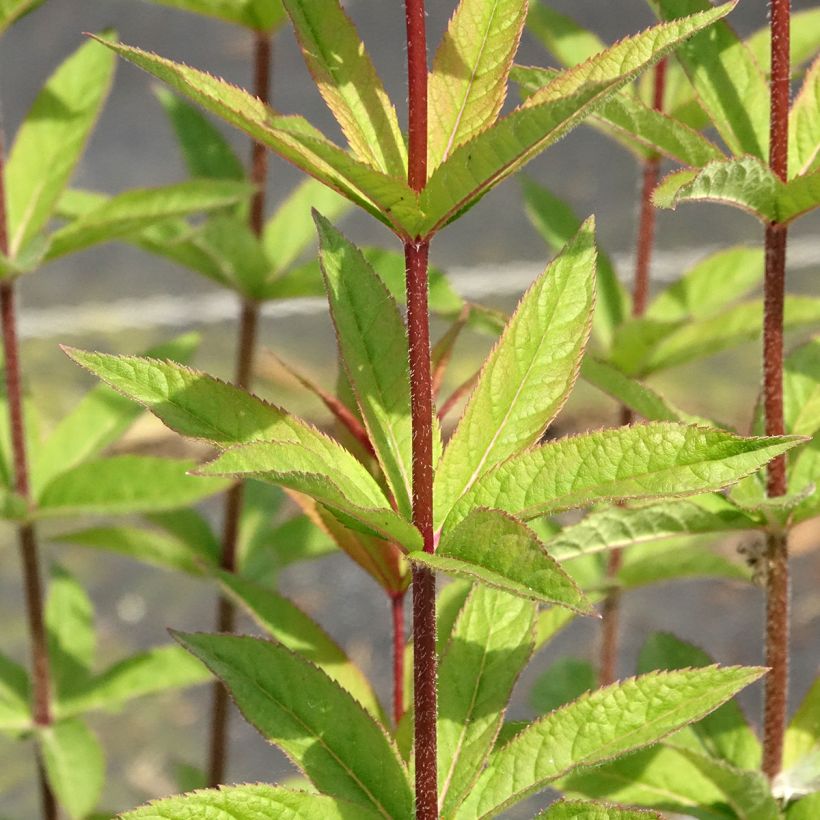 Veronicastrum virginicum Apollo (Fogliame)