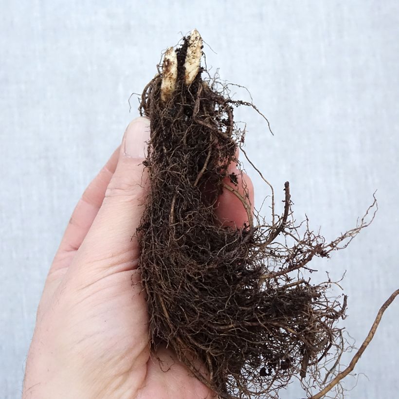 Veronicastrum virginicum Apollo Piante piccole a radice nuda esemplare consegnato in inverno