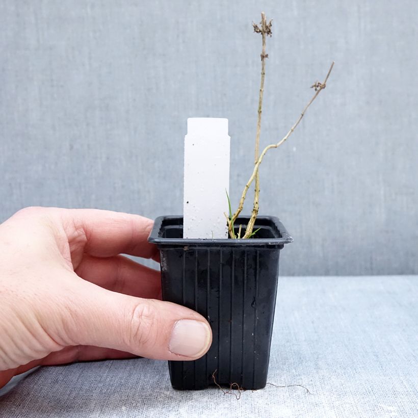 Example of Aloysia triphylla Vasetto da 8/9 cm as you get in hiver