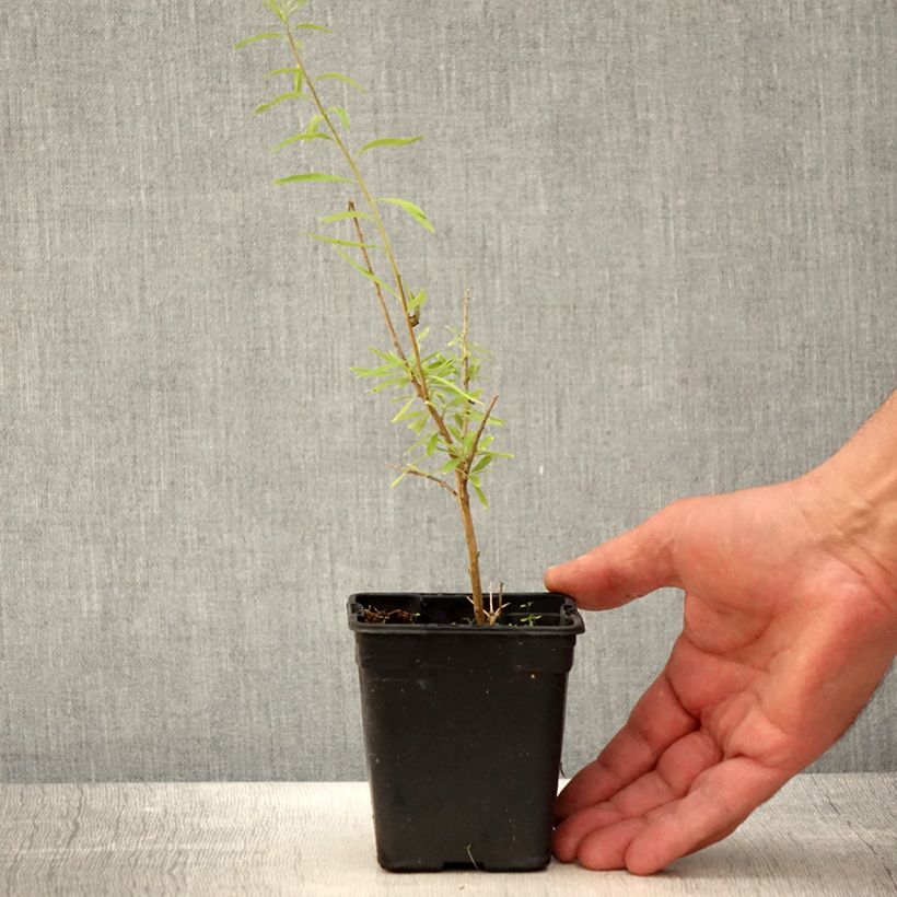 Example of Aloysia polystachia Vasetto da 7/8 cm as you get in printemps