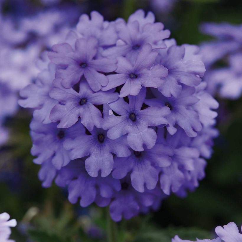 Verbena Endurascape Blue Imp (Flowering)