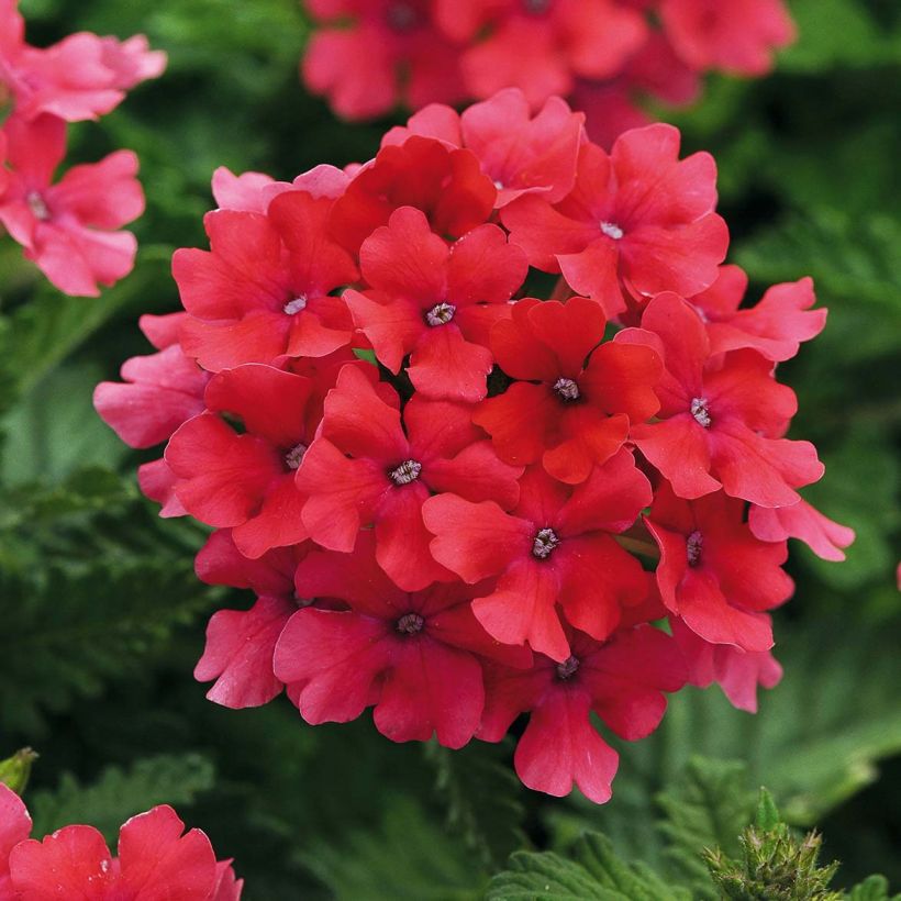 Verbena Endurascape Hot Pink (Flowering)