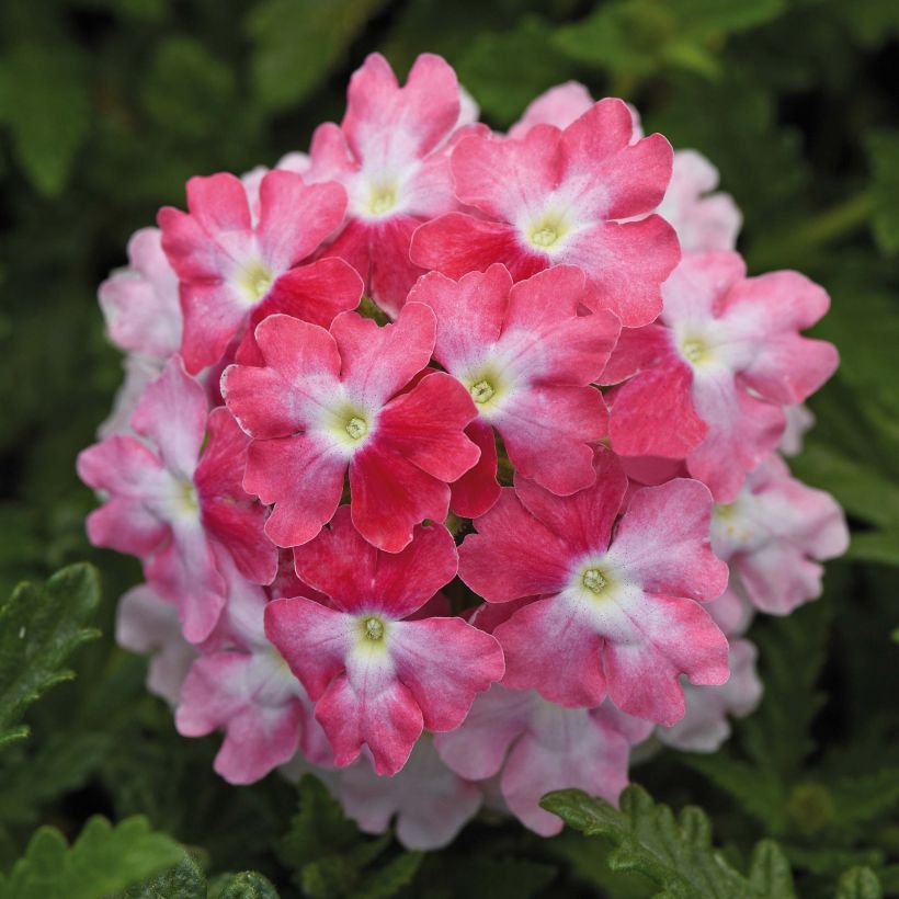 Verbena Endurascape Pink Fizz (Flowering)