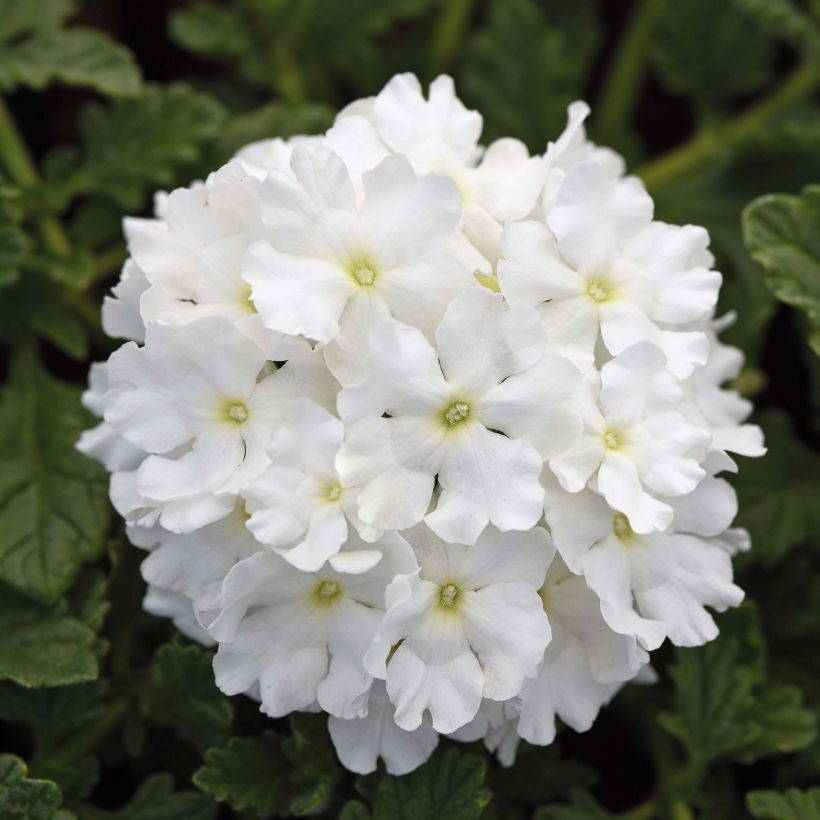 Verbena Endurascape White (Flowering)