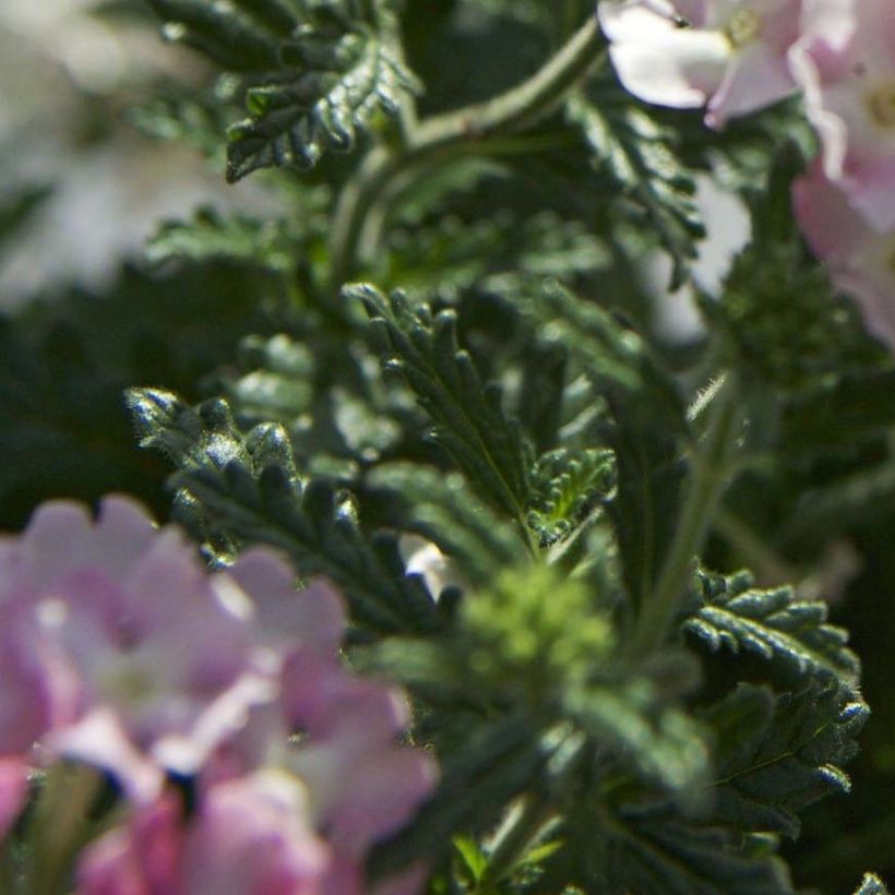 Verbena Estrella Pink Ballet (Foliage)