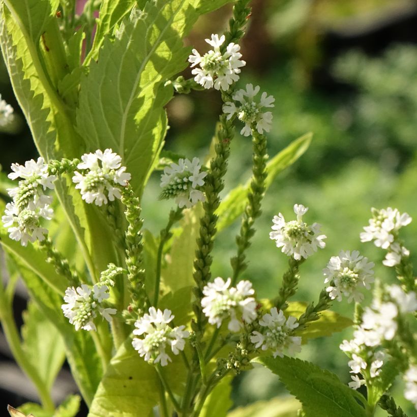 Verbena hastata White Spires (Fioritura)