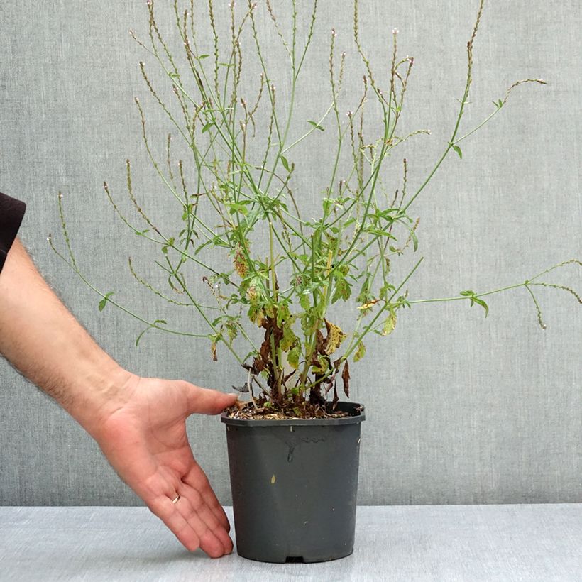 Esemplare di Verbena officinalis - Verbena comune Vaso da 2L/3L consegnato in estate