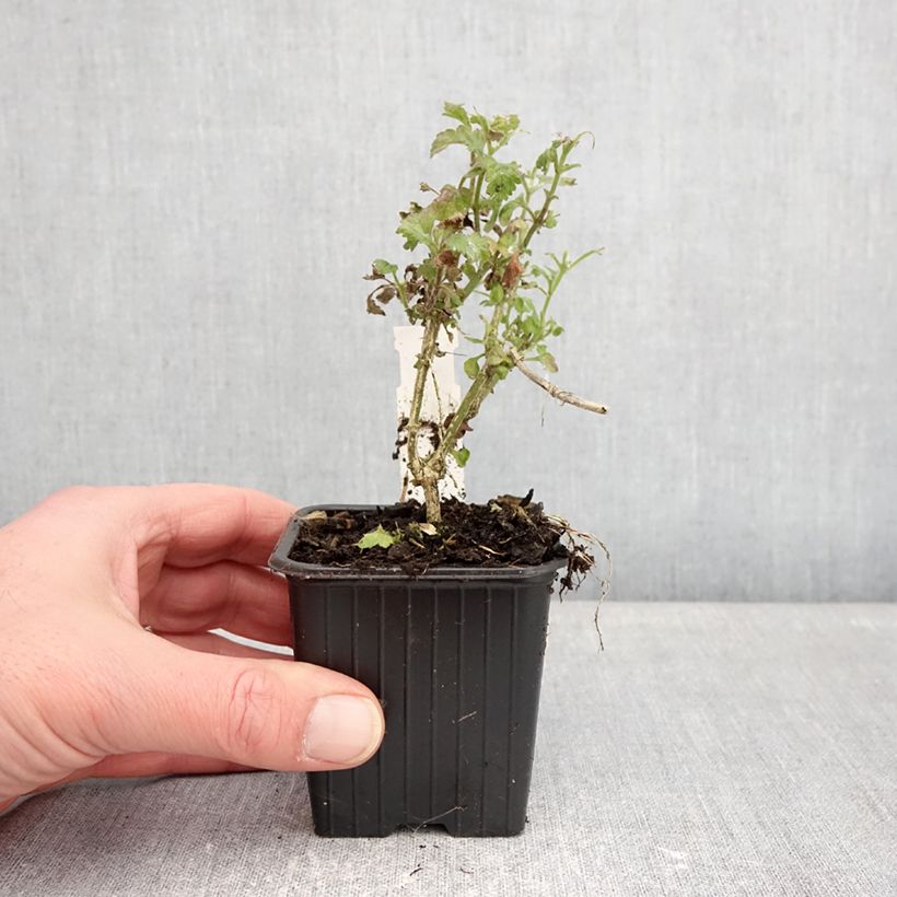 Verveine Pink Parfait Vasetto da 8/9 cm esemplare consegnato in inverno