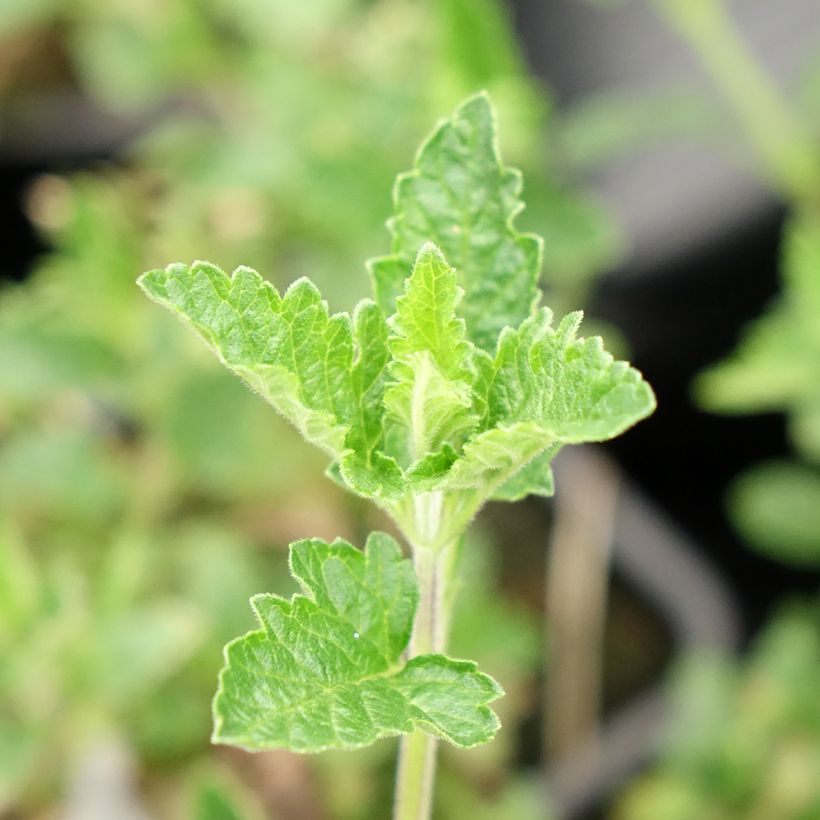 Glandularia Seabrook's Lavender (Fogliame)