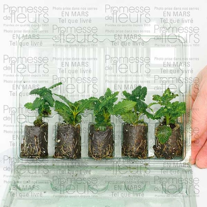 Esempio di esemplare Verbena Star dreams Patio Lavender mini zolla... come consegnato