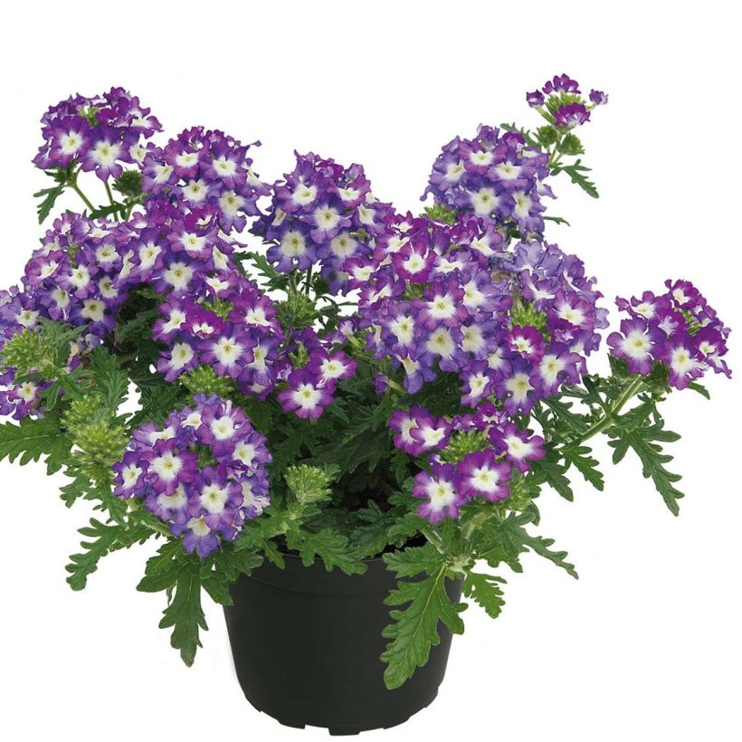 Verbena Lavender White (Plant habit)