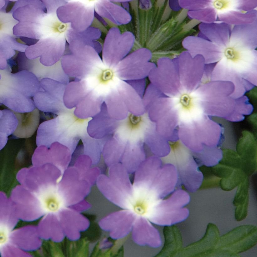 Verbena Lavender White (Flowering)