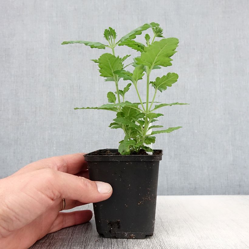 Example of Verbena Virgo Lavender Star Vasetto da 8/9 cm as you get in printemps