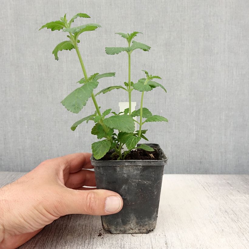 Verbena Virgo up Purple Vasetto da 8/9 cm esemplare consegnato in primavera