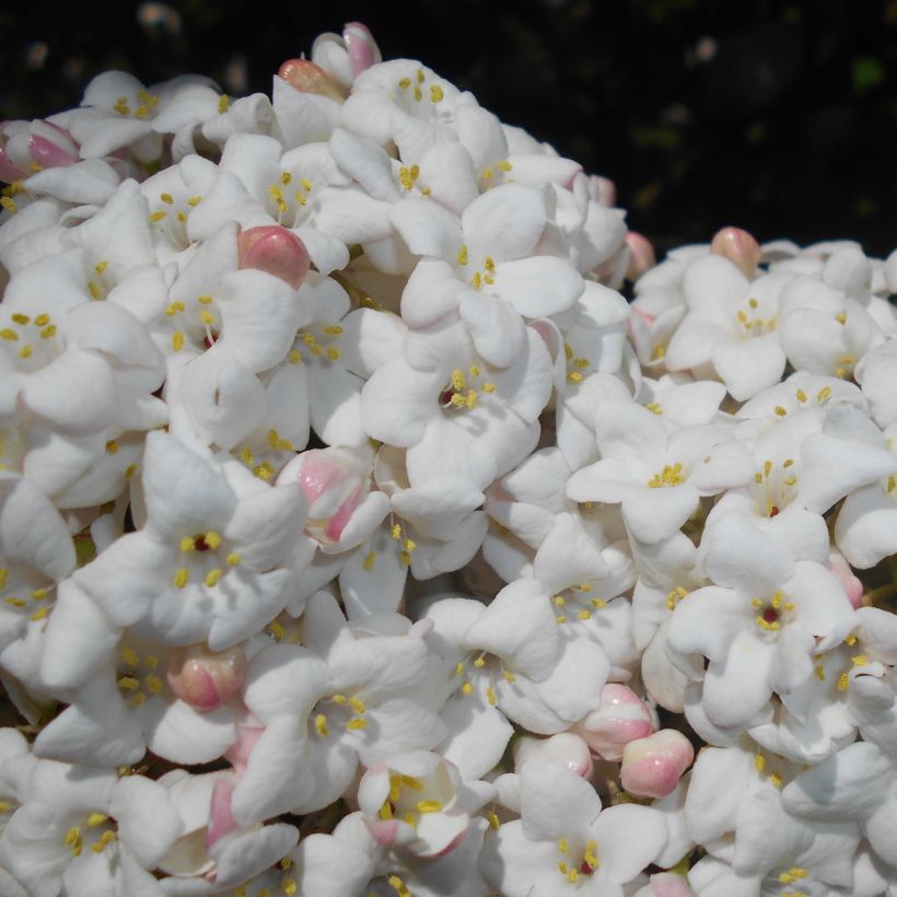 Viburnum carlcephalum (Flowering)