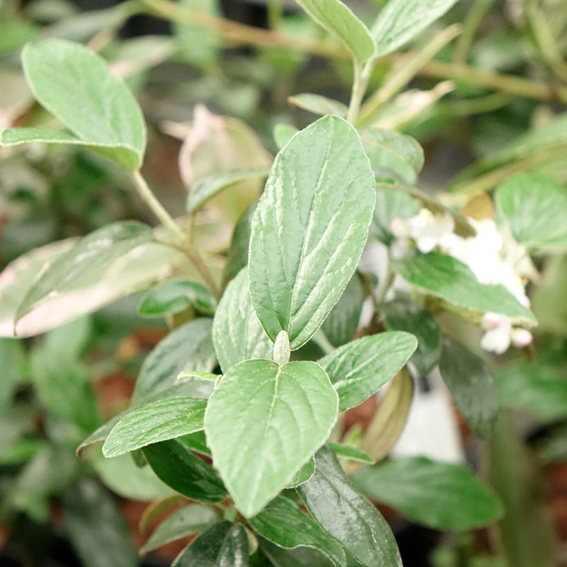 Viburnum burkwoodii Conoy (Foliage)