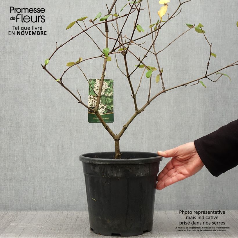 Esemplare di Viburnum burkwoodii Vaso da 7,5L/10L come consegnato in autunno