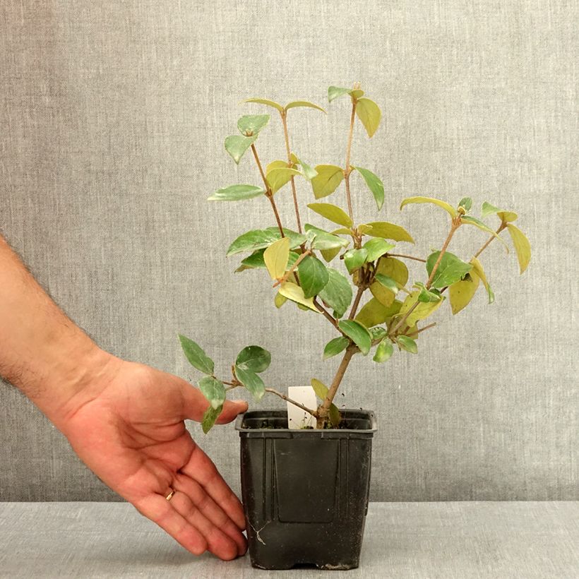 Esemplare di Viburnum burkwoodii Vaso da Ø 12 cm / 13 cm consegnato in estate