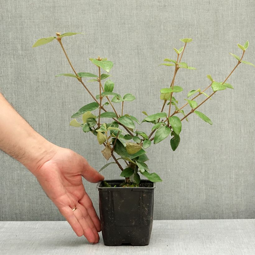 Viburnum burkwoodii Vaso da Ø 12 cm / 13 cm esemplare consegnato in primavera