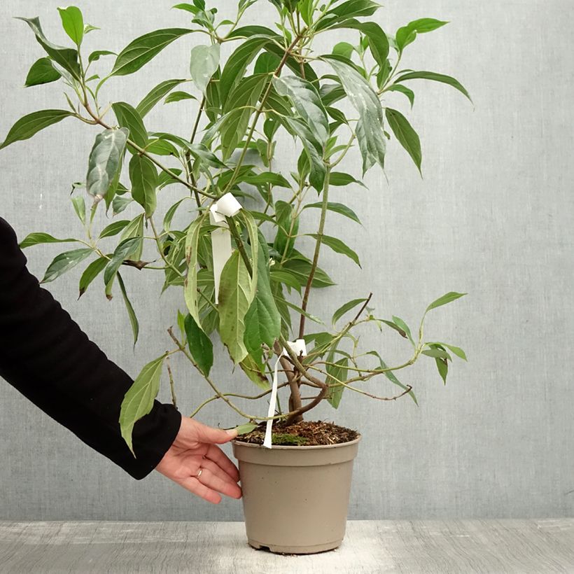 Esemplare di Viburnum cylindricum - Viorne à fleurs tubulaires Pot de 4L/5L come consegnato in autunno